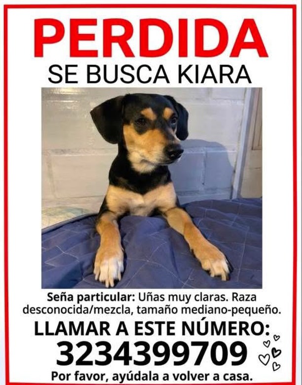 Perro Perdido Kiara en Pereira 