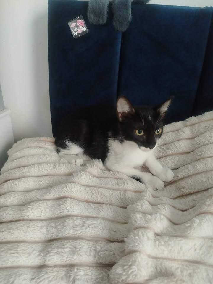 Gatitos en Adopción Bogotá 