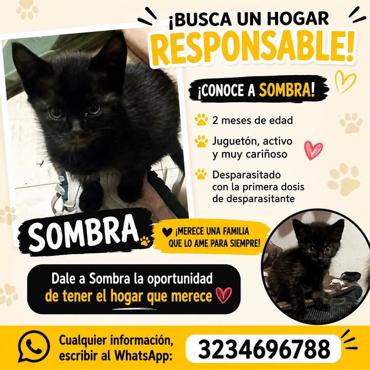 Adorable gatito busca hogar responsable en Manizales 
