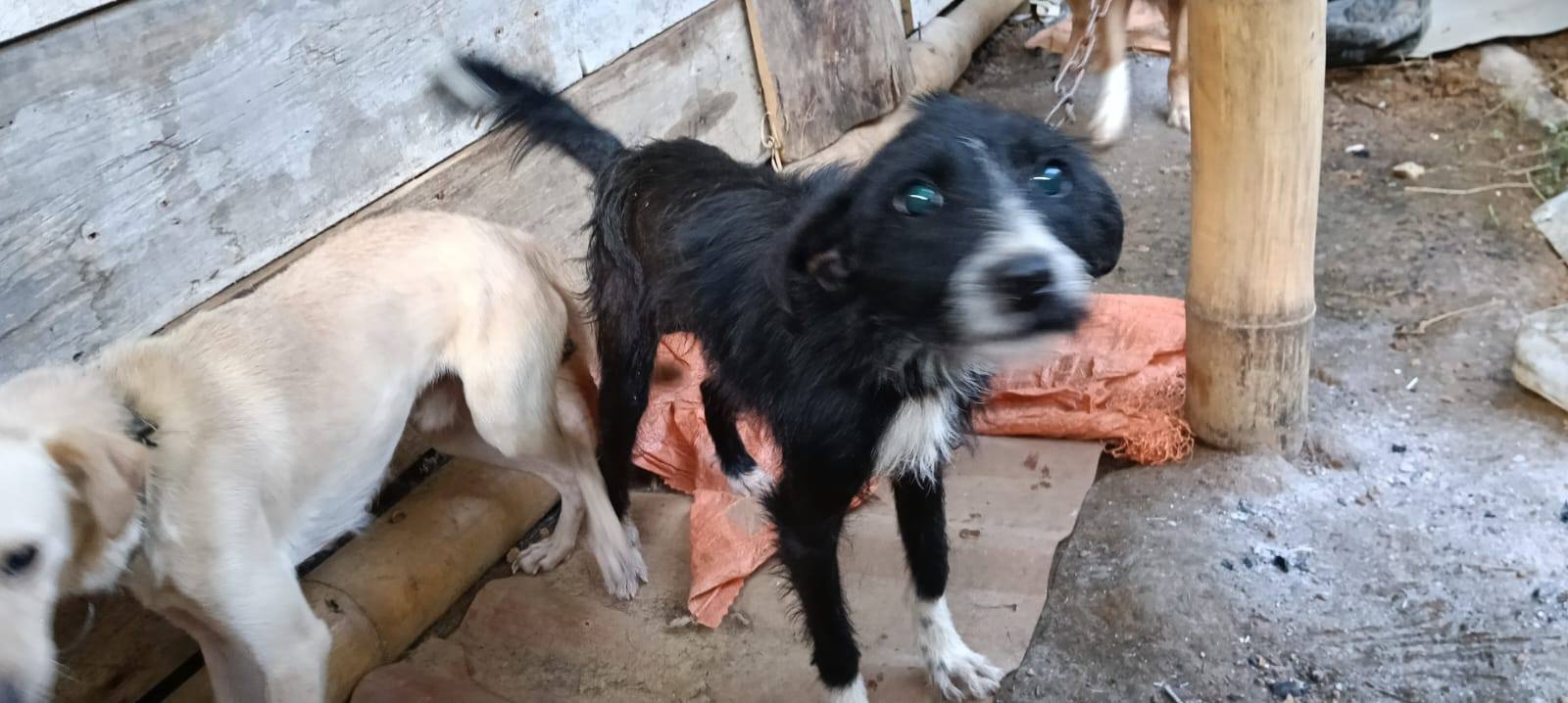 Adopción Urgente Perros en Tuluá, Valle 