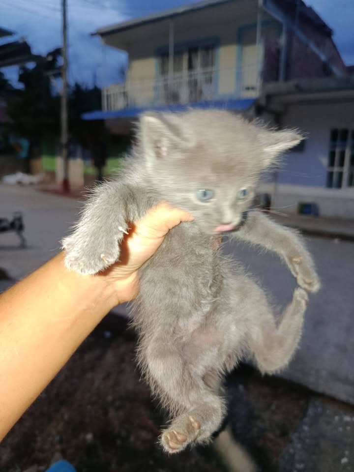Adopcion de gatitos en Tuluá, Valle 