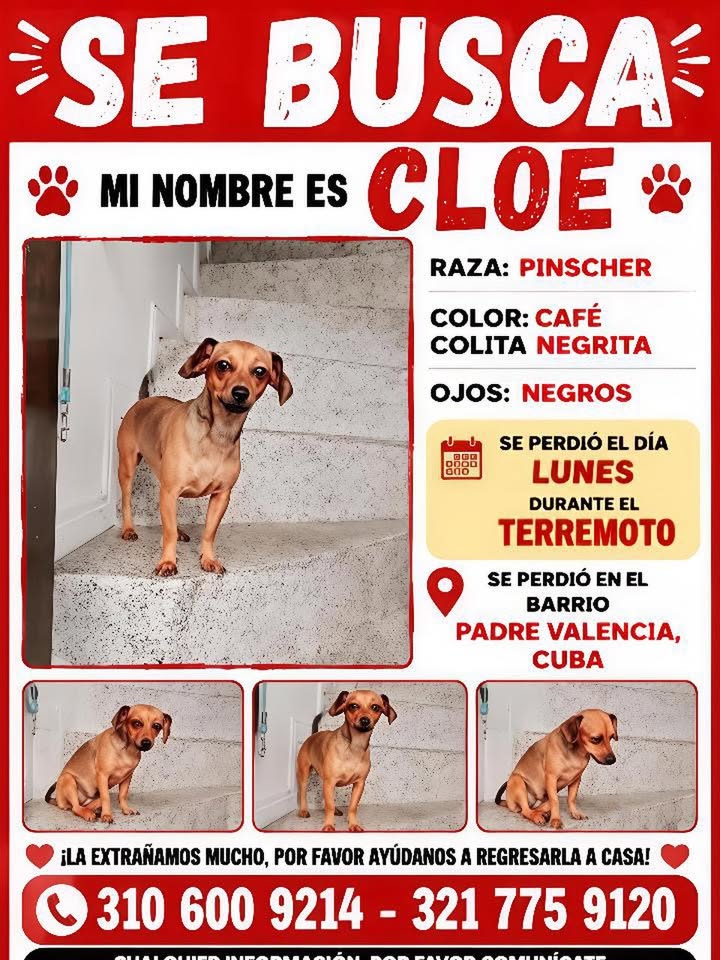 Busqueda de Cloe, Pinscher perdida en Pereira 