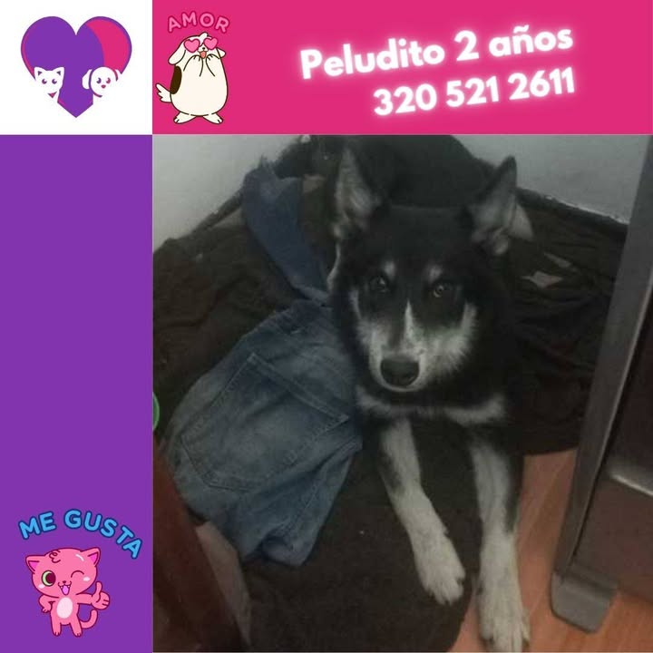 Adopta un peludo en Bogotá 