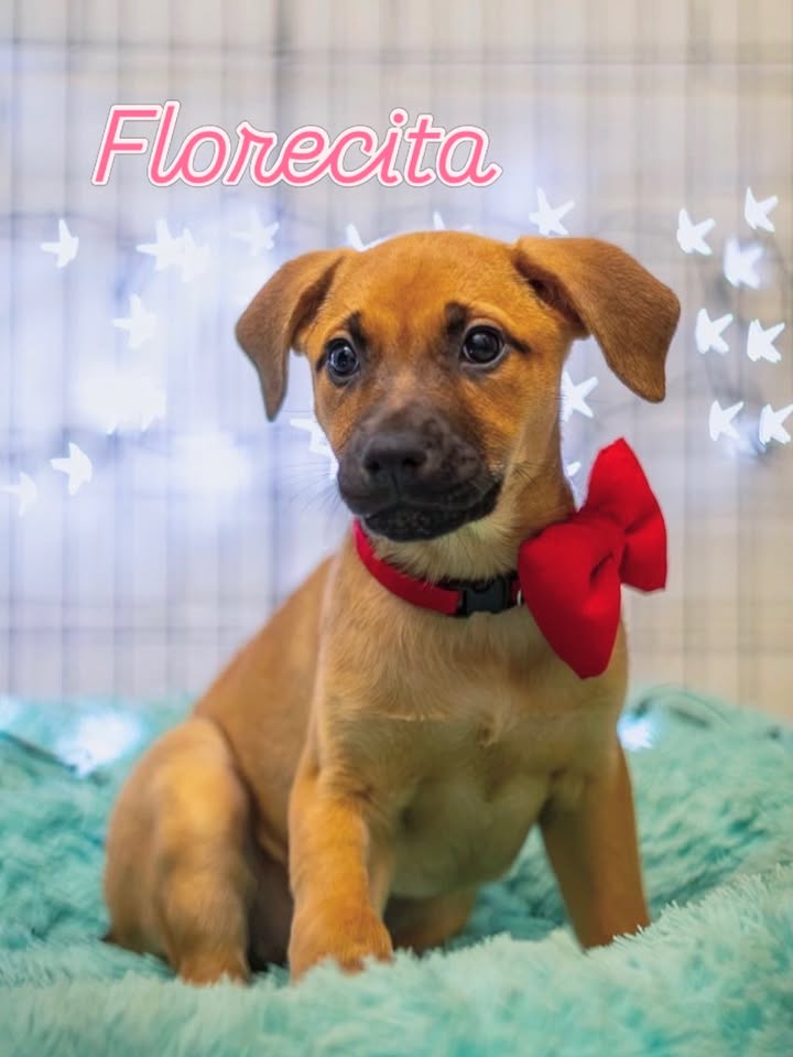 Adopción de Cachorros en Bogotá 