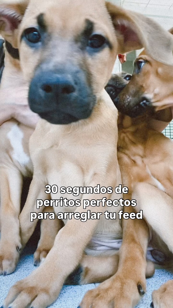 Adopción de perritos en Bogotá 
