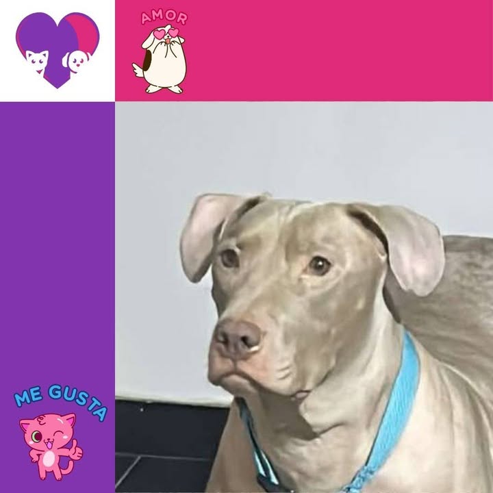Perro en adopción en Bogotá 