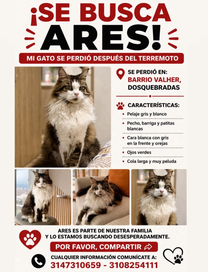 Gato Perdido en Pereira: Ares - Necesita Ayuda Urgente 