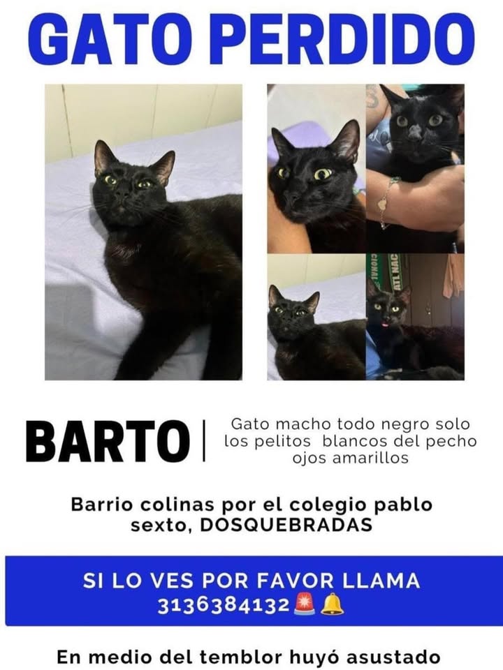 Gato perdido en Pereira, Risaralda 