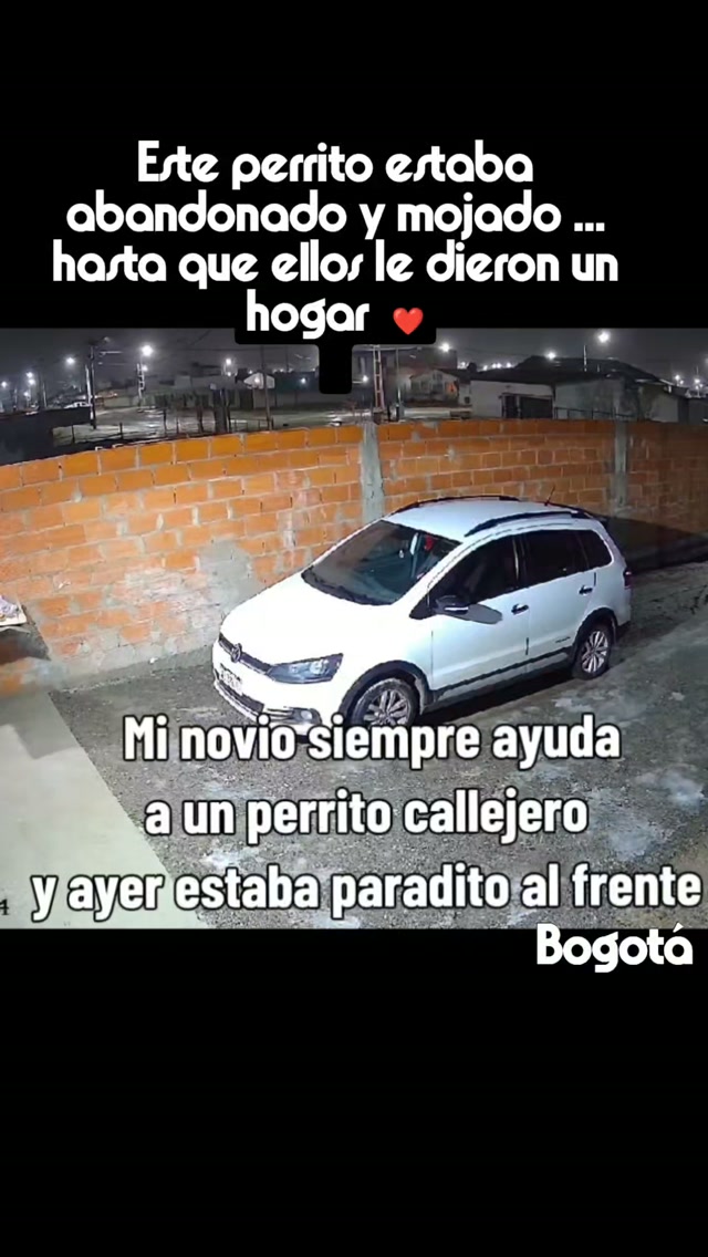 Perrito abandonado y mojado encontrado en Bogotá 