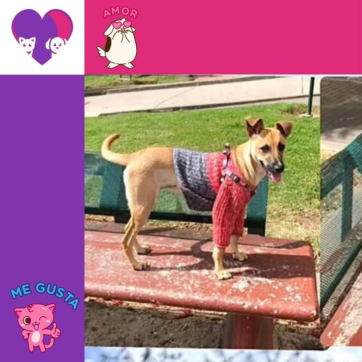 Adopta a Miel: Cachorra juguetona y cariñosa busca hogar en Bogotá 