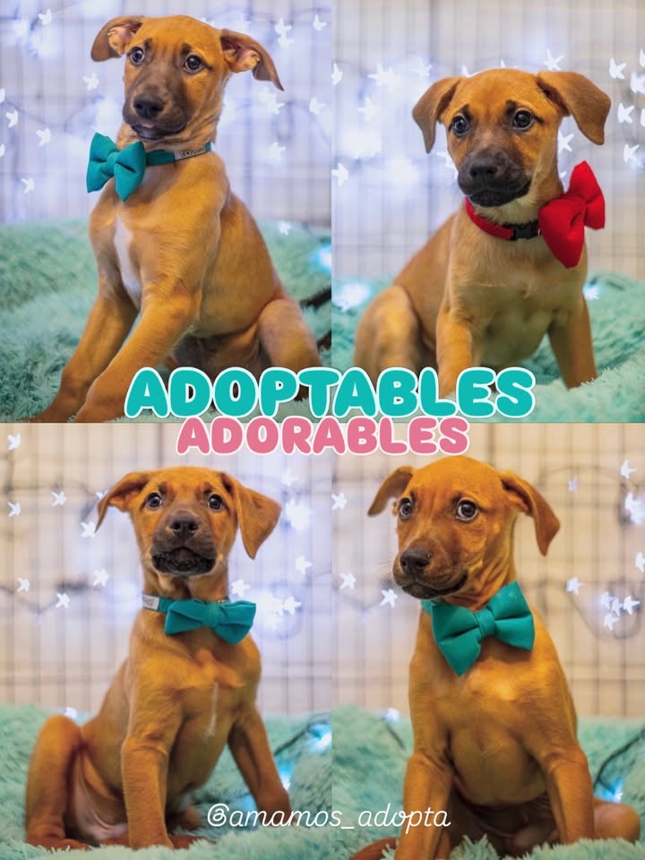 Adopción de Cachorros en Bogotá 