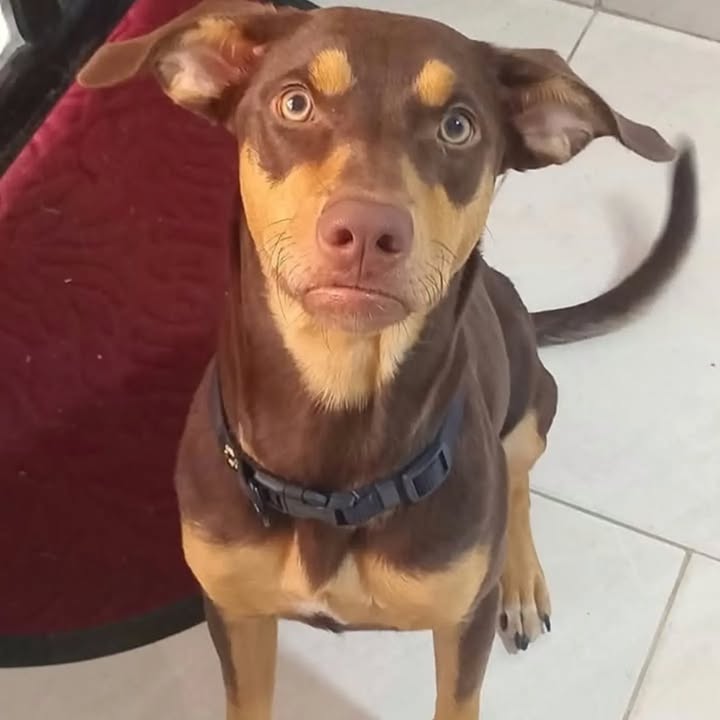 Perra mestiza en adopción en Pereira 