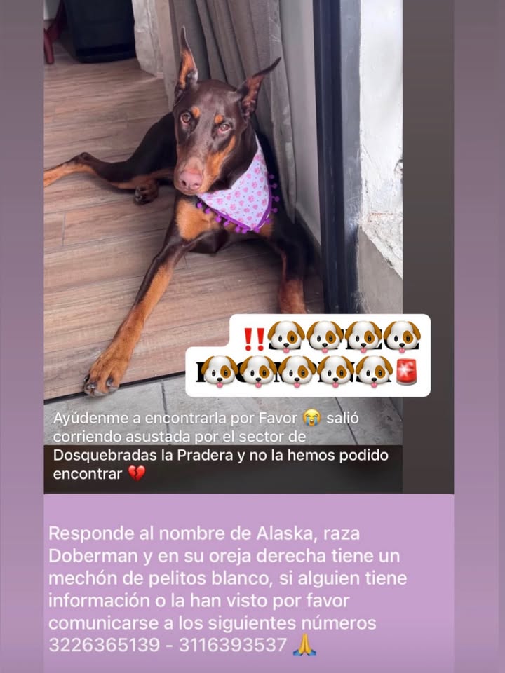 Doberman perdido en Pereira 