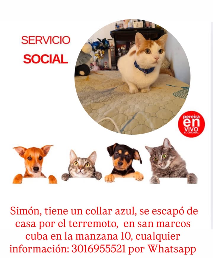 Gato perdido en Pereira, Risaralda 