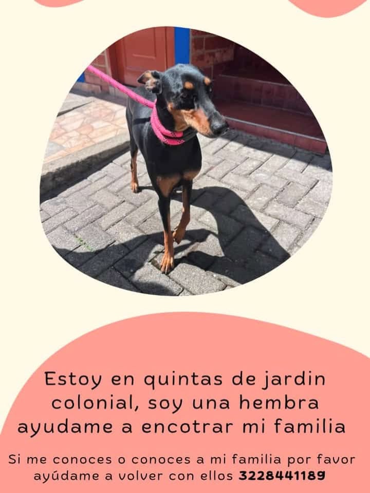 Perra Doberman perdida en Pereira 