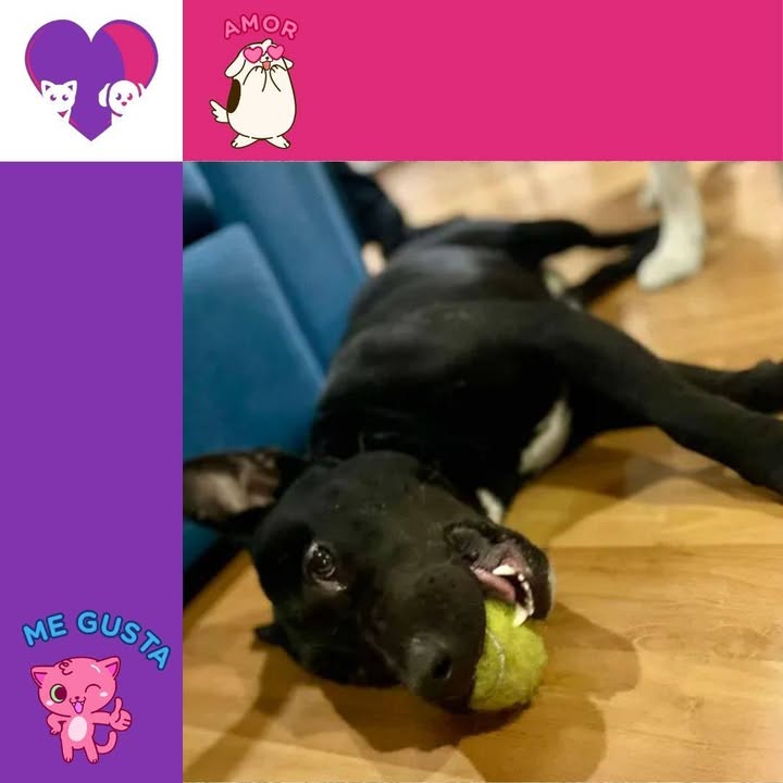 Peludito en Adopción: Ónix, un perro esterilizado de 1 año en Bogotá 