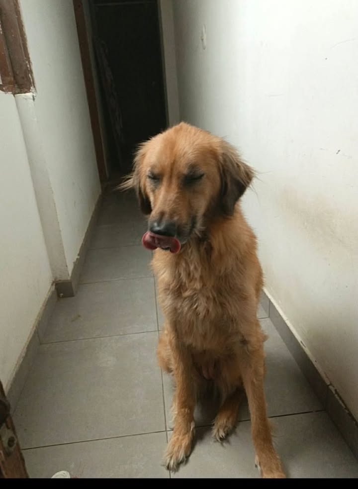 Adopción de perra en Bogotá 