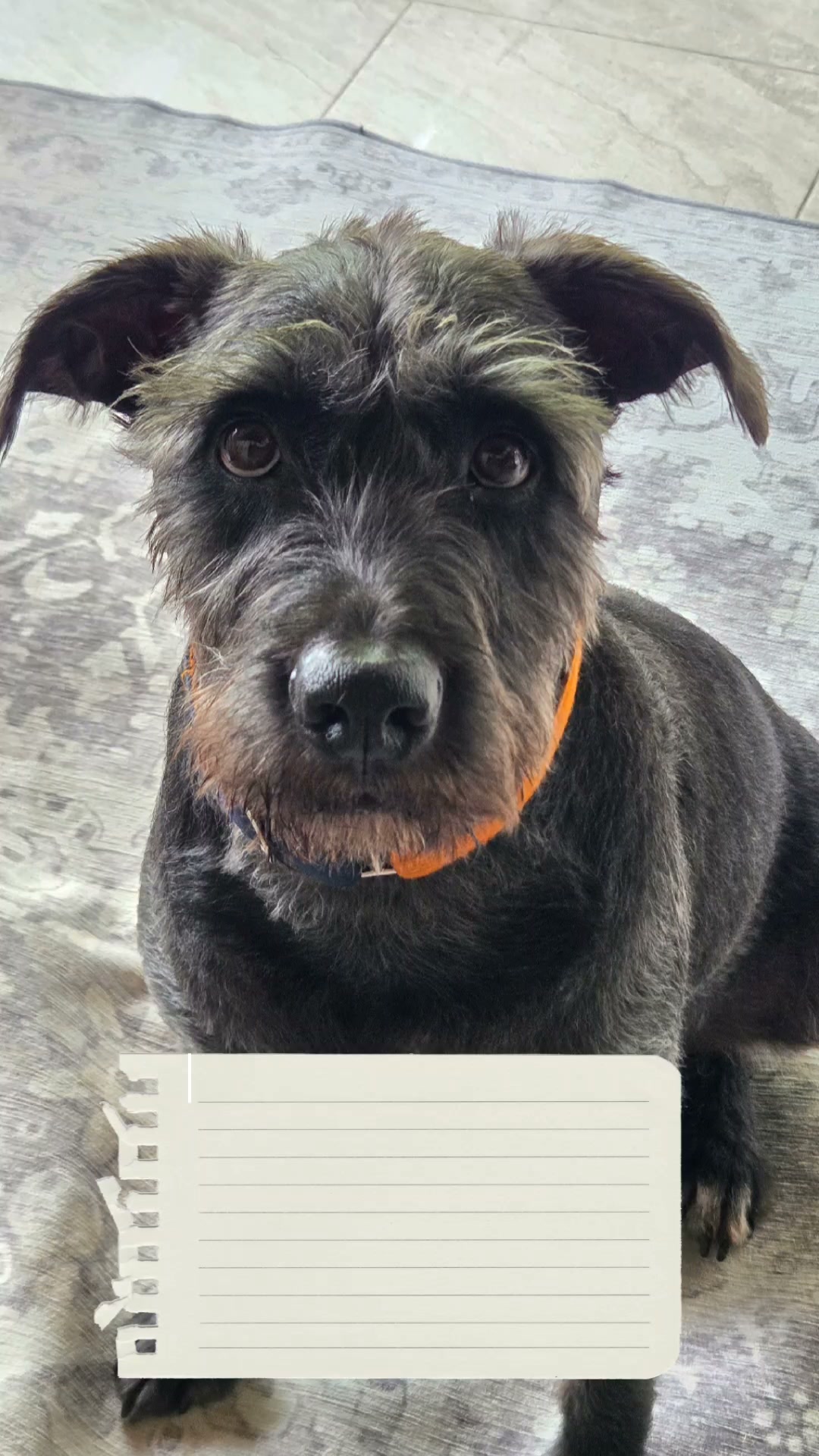 Adopta a Jacob, un perro tranquilo y educado en Armenia, Quindío 