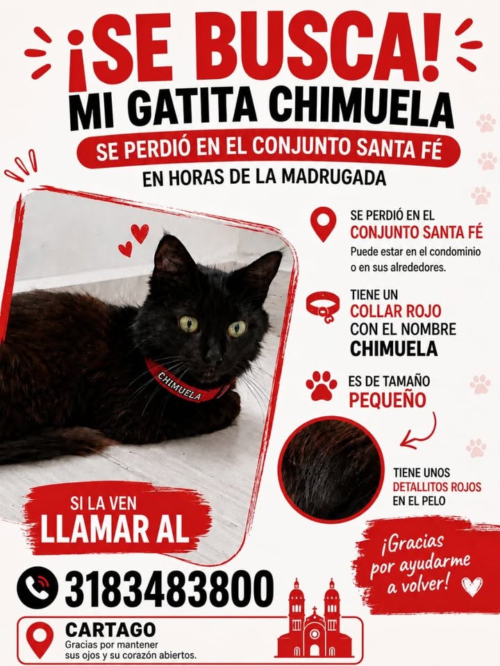 Se busca mi gatita Chimuela perdida en Pereira 