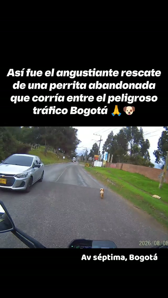 Rescate Angustiante de Perrita Abandonada en Bogotá 