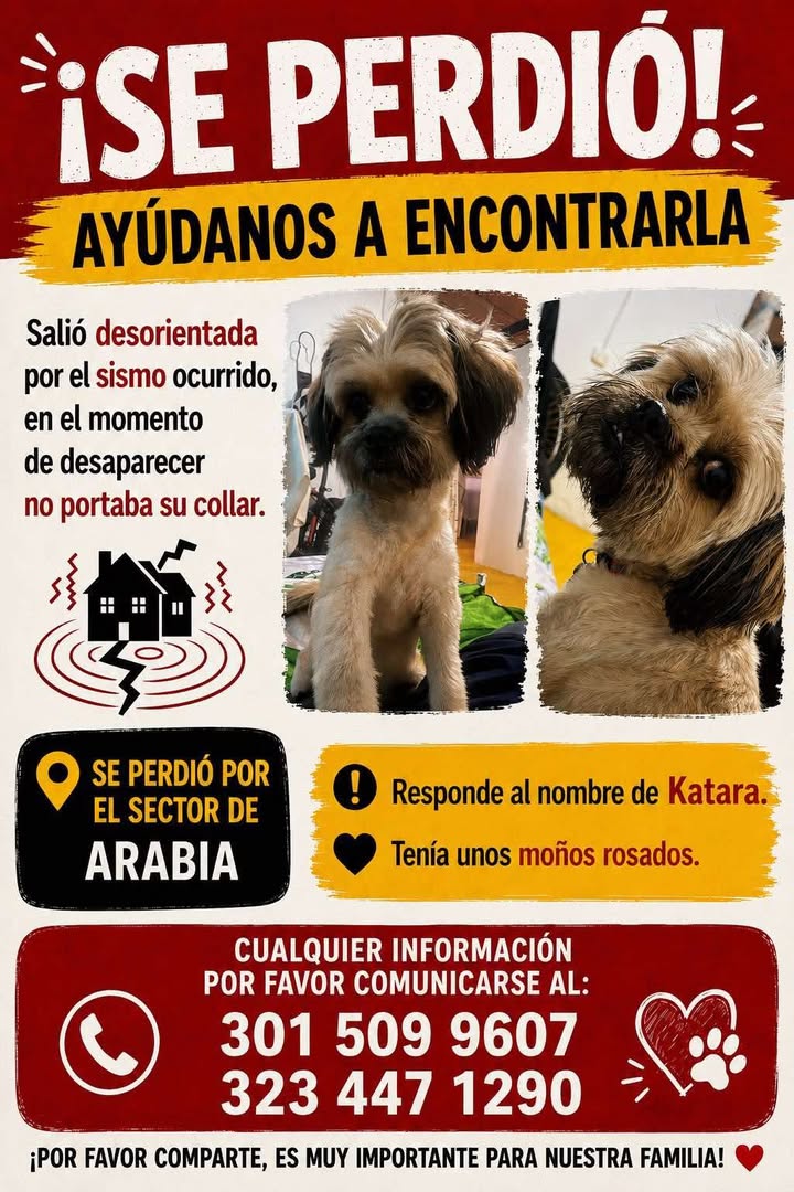 Se busca a Katara, perra perdida en Pereira 