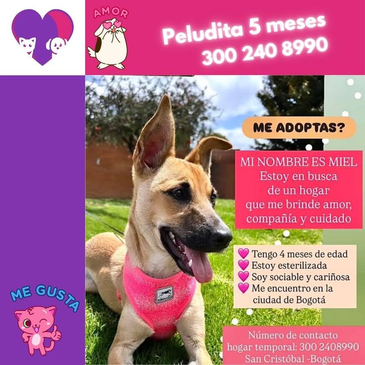 Adopta a Miel: Cachorra juguetona y cariñosa busca hogar en Bogotá 
