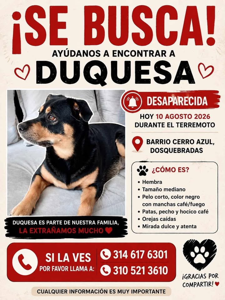 Se busca Duquesa, perra mestiza perdida en Pereira 