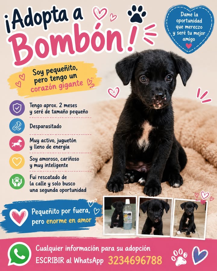 Adopción de cachorro mestizo en Manizales 