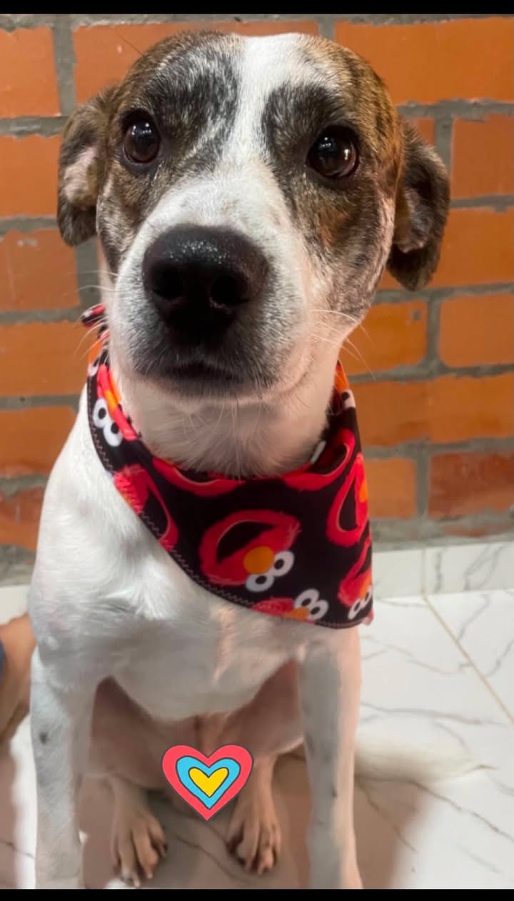 Busca hogar perro en adopción en Pereira 