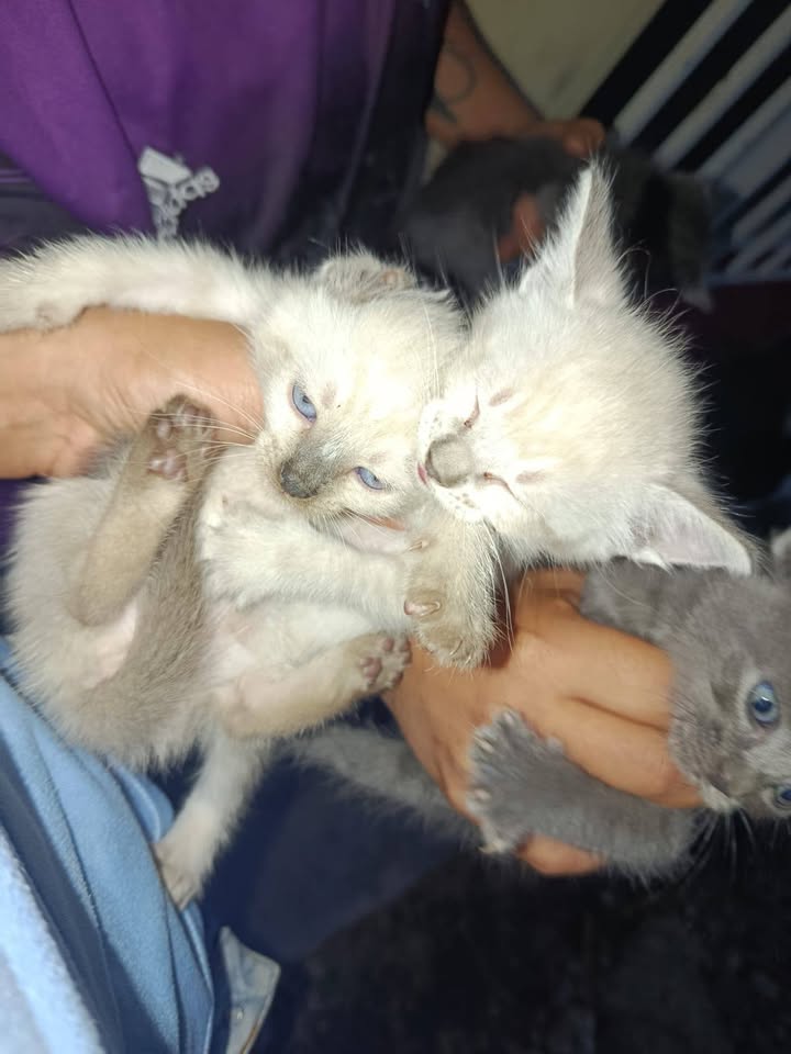 Adopcion de gatitos en Tuluá, Valle 