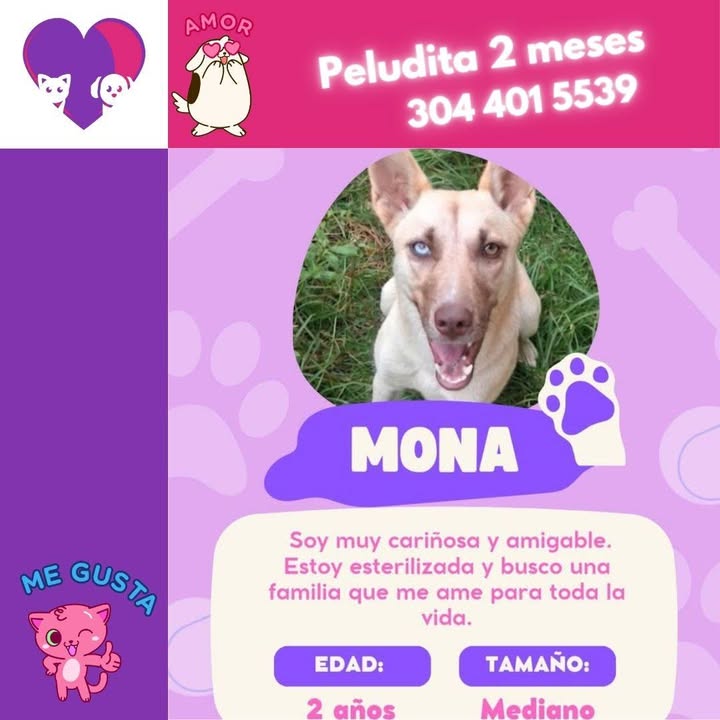 Mona busca un hogar - Adopción Responsable Bogotá 