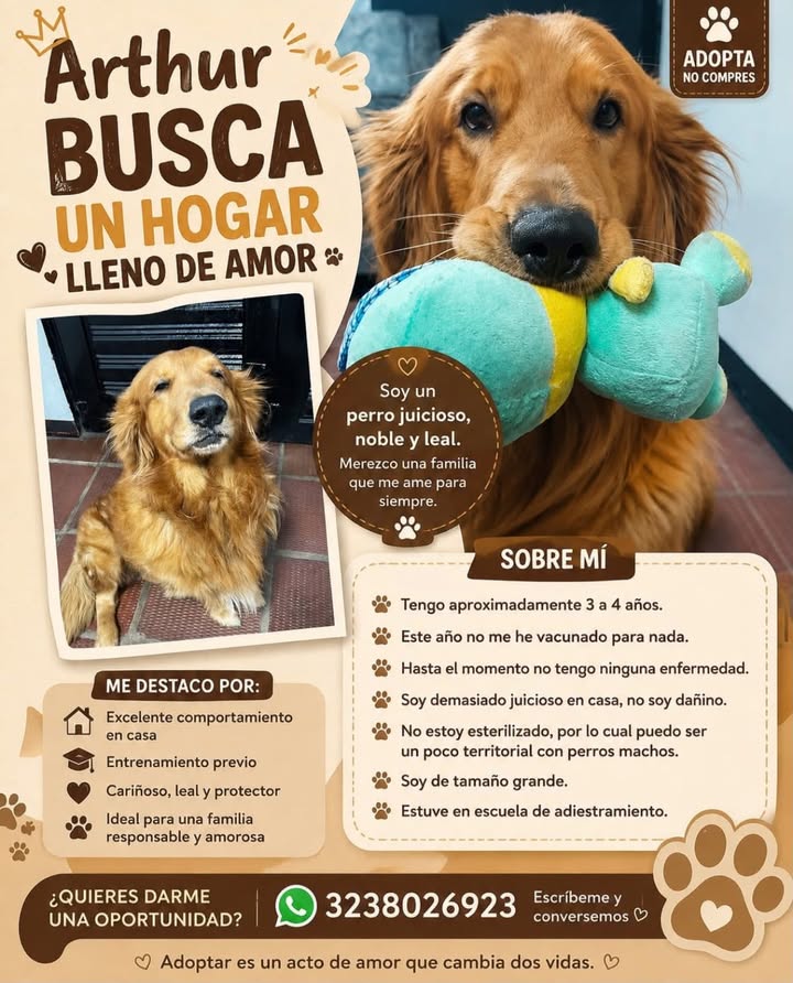 Adopción urgente de perro adulto en Manizales 