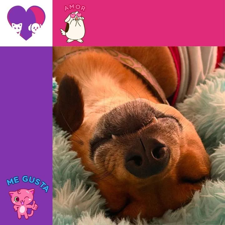 Adopta un peludito en Bogotá 