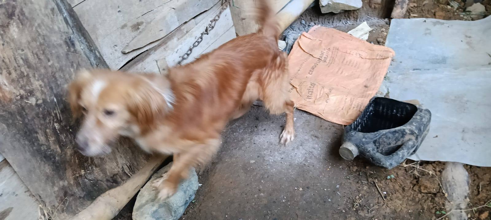 Adopción Urgente Perros en Tuluá, Valle 