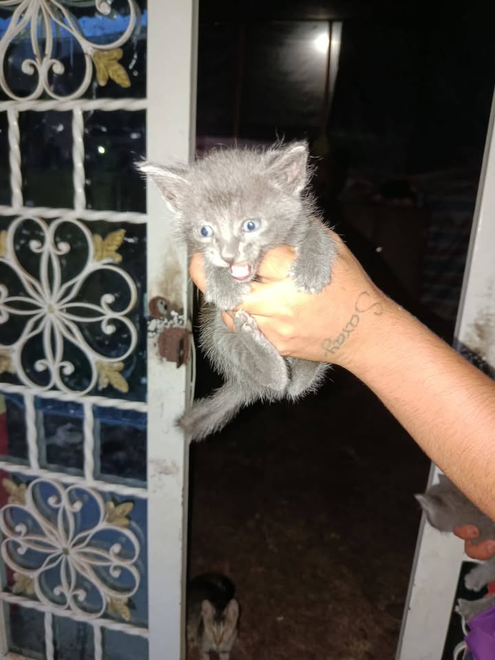 Adopcion de gatitos en Tuluá, Valle 