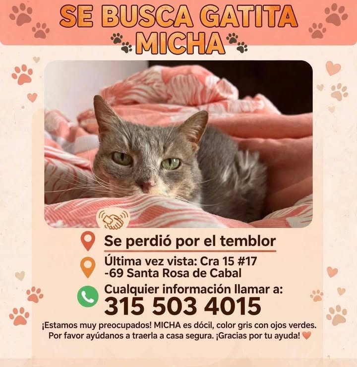 Gatita Micha perdida en Pereira por temblor 