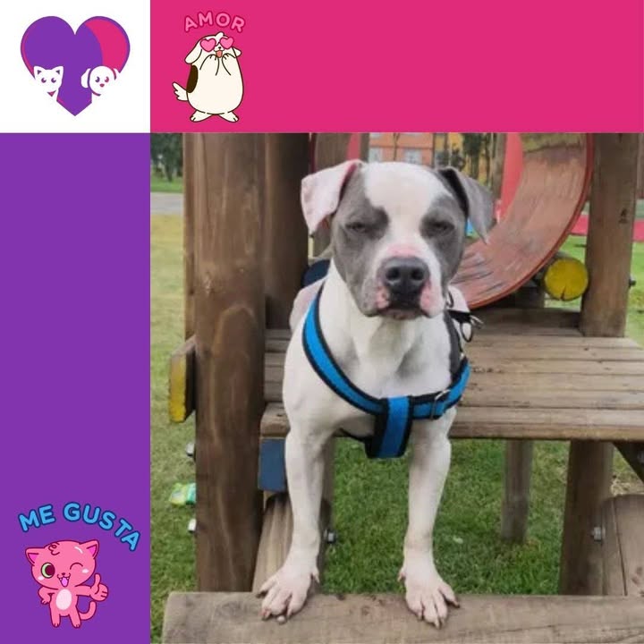Adopta un peludo en Bogotá 