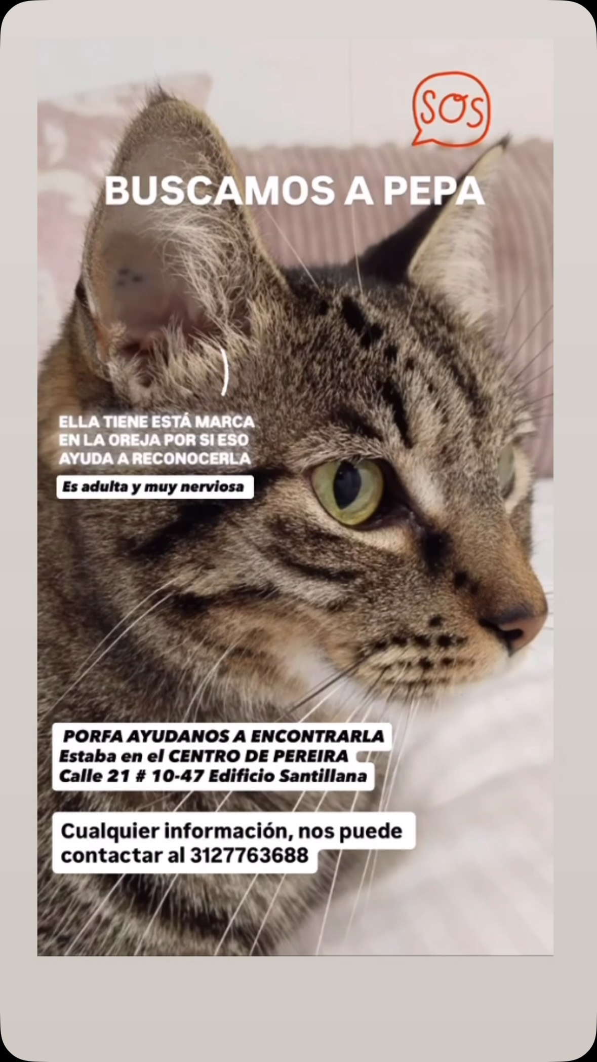 Buscamos a Pepa, gato perdido en Pereira 