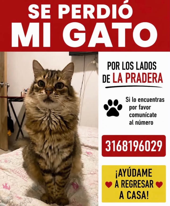 Se perdio mi gato 