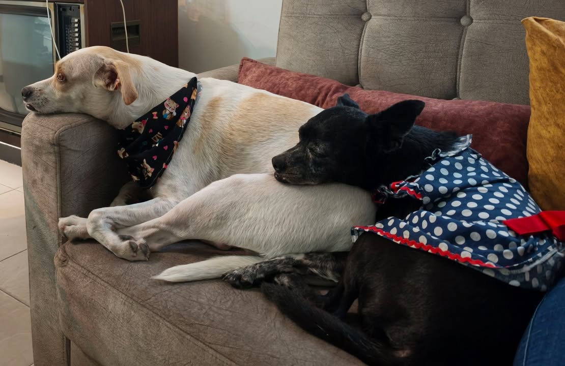 Perros perdidos en Santa Rosa de Cabal, Risaralda 