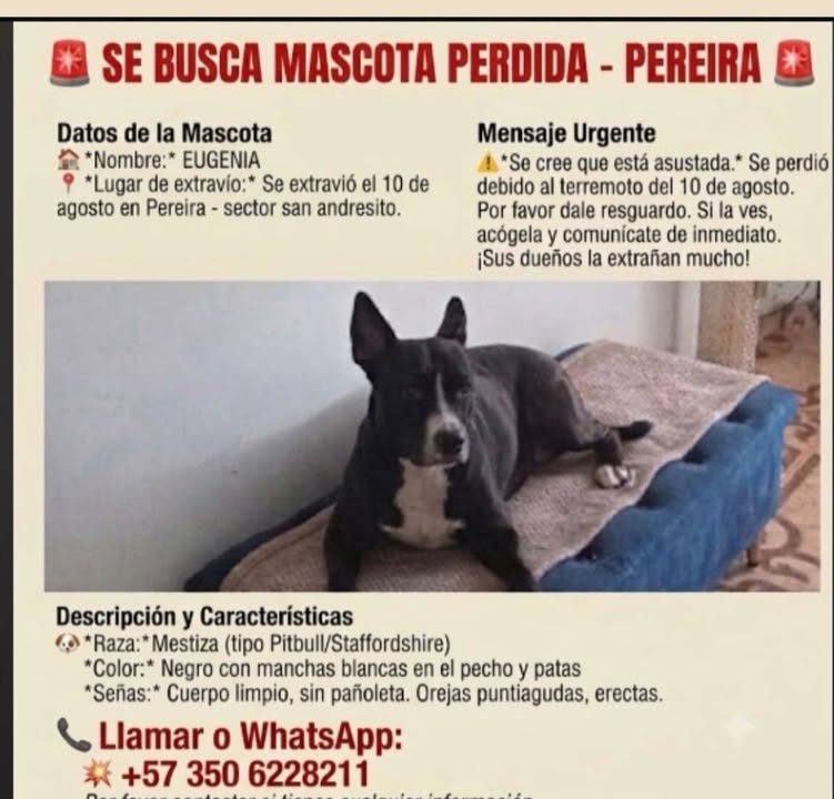 Se busca mascota perdida en Pereira 