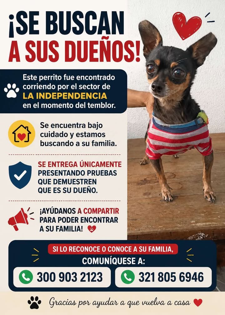 Perrito encontrado en Pereira busca su familia 
