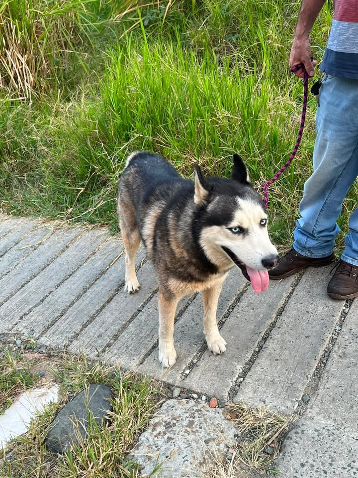 Perro Husky se busca dueño en Pereira 