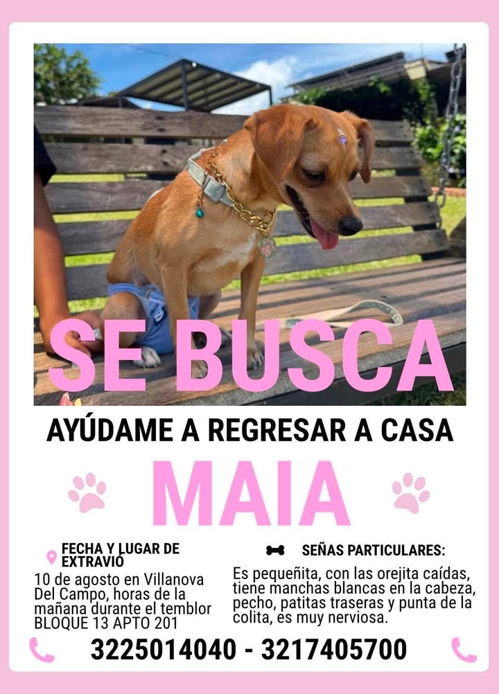 Perro perdido en Pereira - Ayuda a regresar a casa 