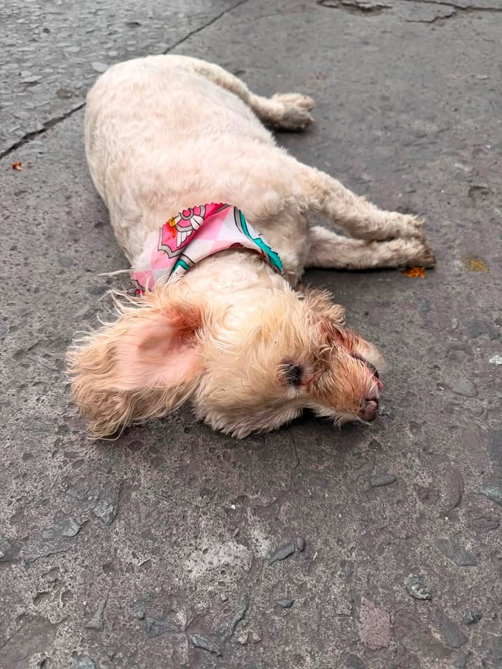 Perrito encontrado sin vida en la vía Panamericana de Pasto 