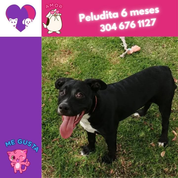 Adopción de perro negro en Bogotá 