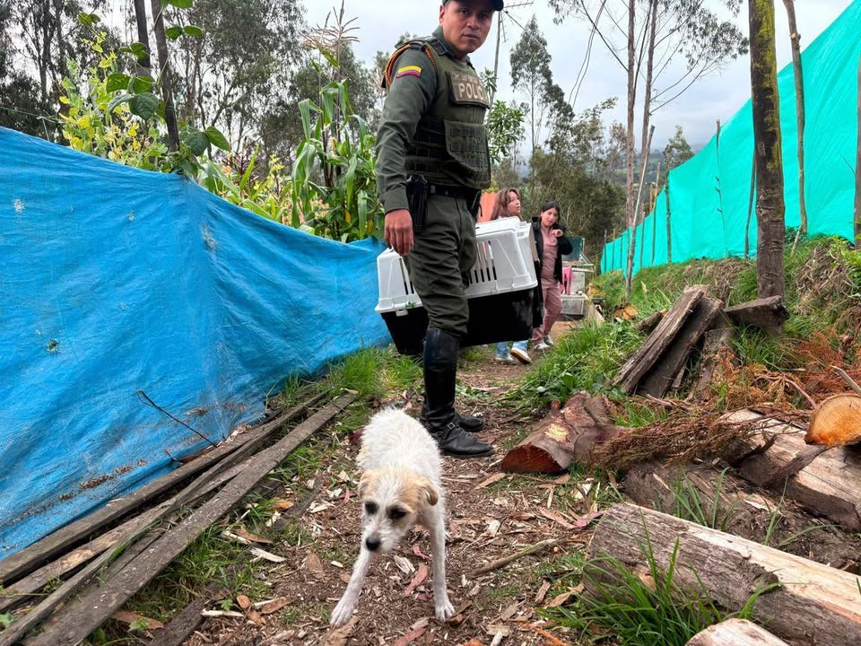 Perro blanco encontrado en Pasto, Nariño 