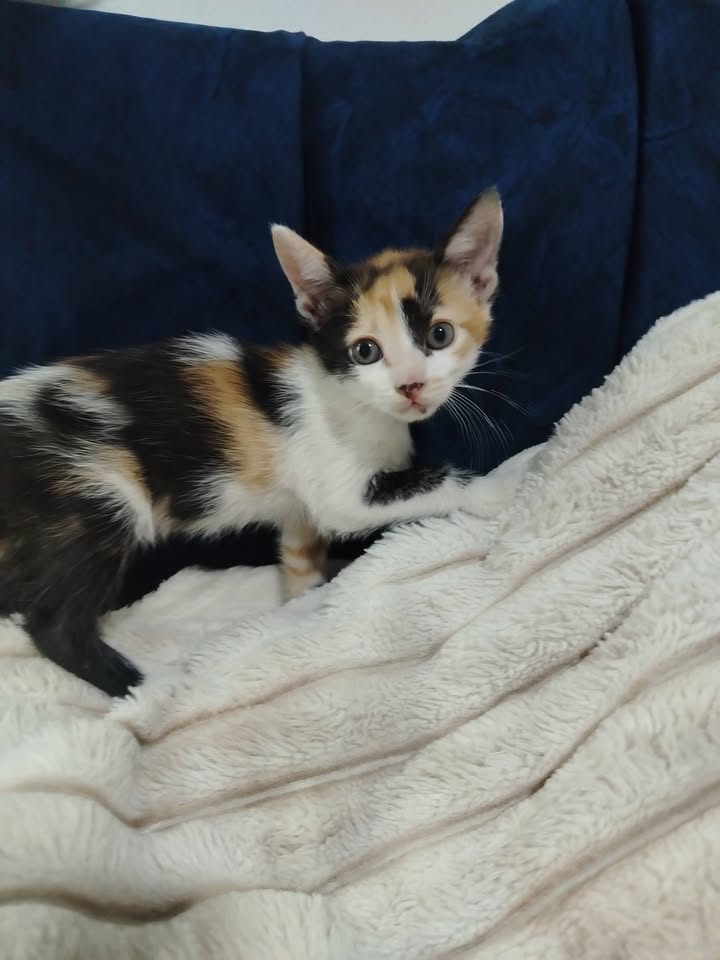 Gatitos en Adopción Bogotá 