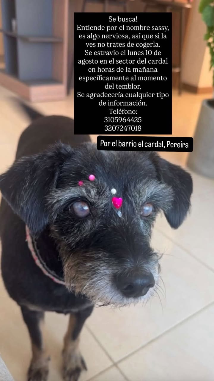 Perro perdido en Pereira 