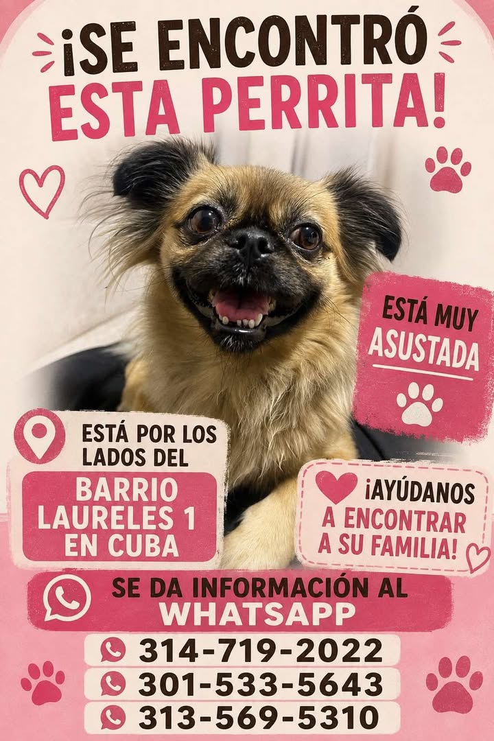 Perrita Encontrada en Pereira, Risaralda 